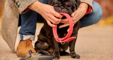 Wearables para perros: Cómo los dispositivos inteligentes están mejorando la salud y el bienestar de tus mascotas