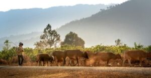 AlaiSecure-Blog-Ganadería de precisión: ¿cómo mejora la productividad?